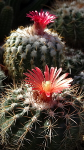 Parodia idiosa