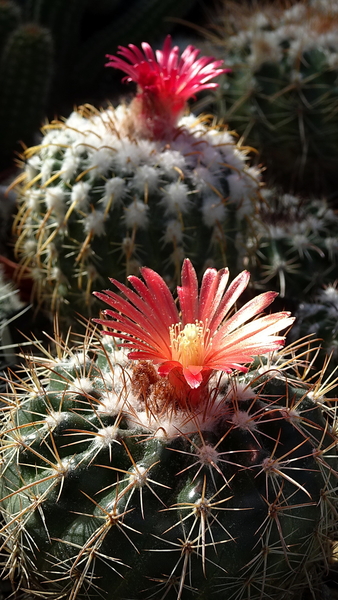 Parodia idiosa