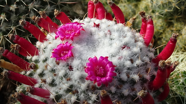 DSC02134Mammillaria polythele v. inermis