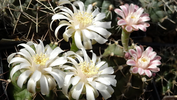 DSC02135Gymnocalycium anisitsi.Gymnocalycium friedrichii v. filad