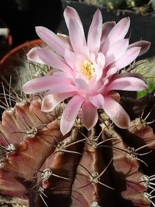 DSC02136Gymnocalycium friedrichii