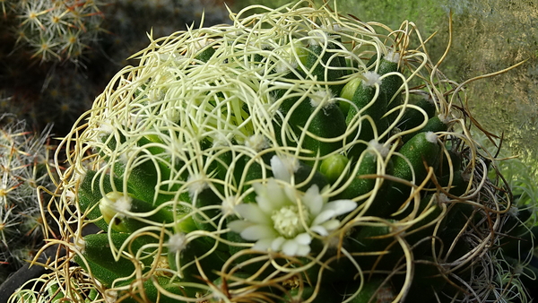 DSC02139Mammillaria camptotricha cv. Marnier-lapostollei