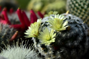 DSC_0139Mammillaria duweii