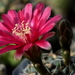 DSC_0140Gymnocalycium baldianum