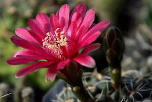 DSC_0140Gymnocalycium baldianum