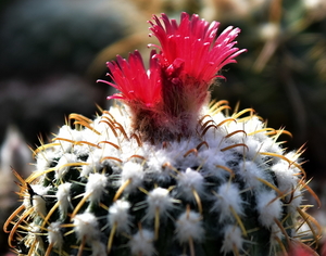 DSC_0141Parodia schwebsiana