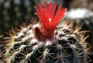 Parodia idiosa