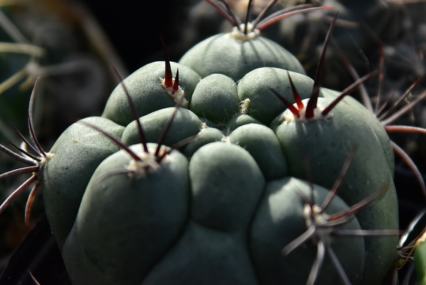 DSC_0144Gymnocalycium marquezii