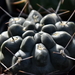 DSC_0147Gymnocalycium sindae