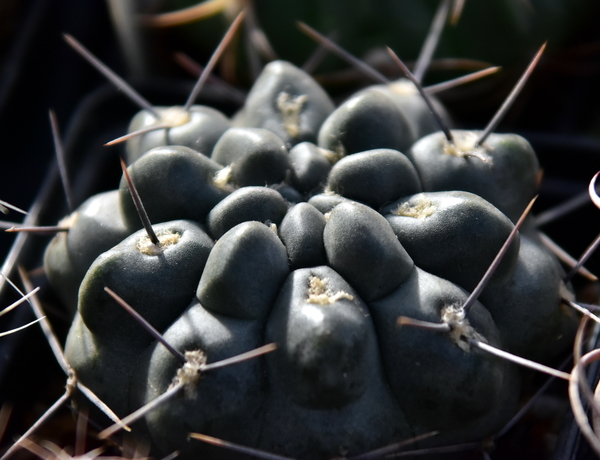 DSC_0147Gymnocalycium sindae