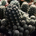 DSC_0149Gymnocalycium andreae v. doppianum P 378