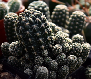 DSC_0149Gymnocalycium andreae v. doppianum P 378