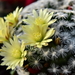 DSC_0150Mammillaria duweii