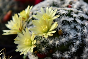 DSC_0150Mammillaria duweii