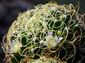 DSC_0151Mammillaria camptotricha cv. Marnier-lapostollei