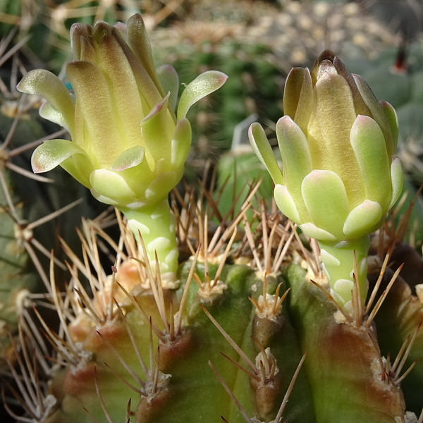 DSC02395Gymnocalycium mihanovichii