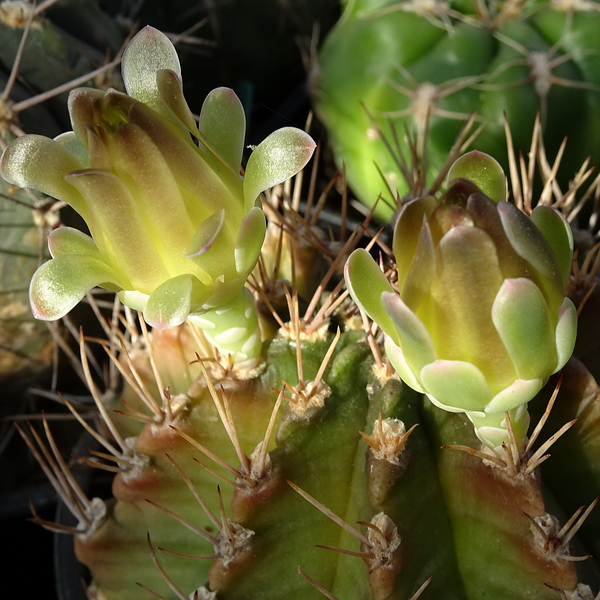 DSC02396Gymnocalycium mihanovichii