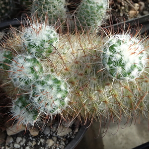 DSC02402Mammillaria bombycina