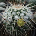 DSC02435Mammillaria karwinskiana ssp. nejapensis