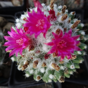 DSC02434Mammillaria polythele cv. Toluca