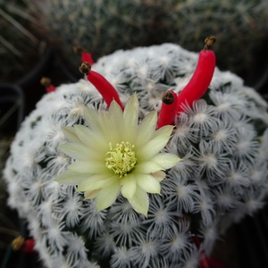 DSC02437Mammillaria duweii