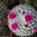 DSC02436Mammillaria polythele v. inermis