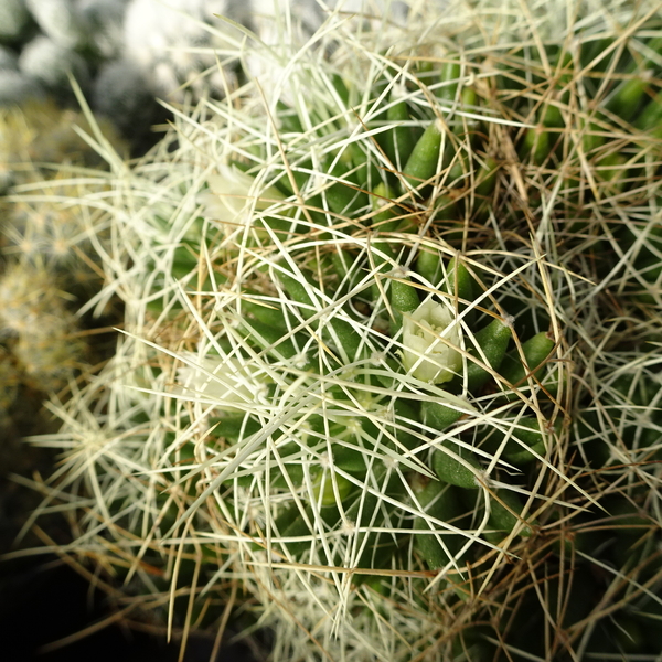 DSC02439Mammillaria camptotricha