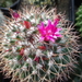 DSC02438Mammillaria polythele