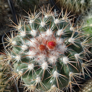 DSC02442Parodia idiosa