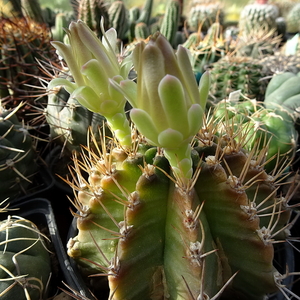 DSC02445Gymnocalycium mihanovichii