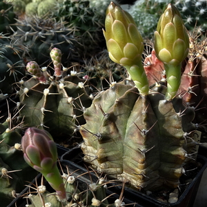 DSC02447Gymnocalycium mihanovichii