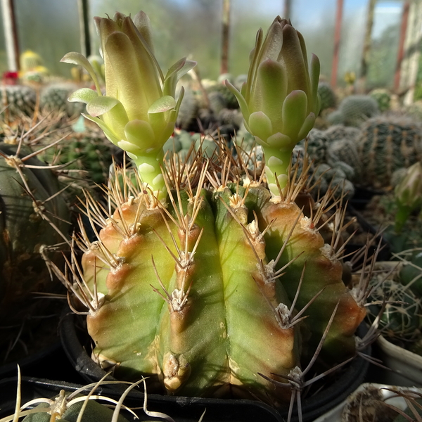 DSC02448Gymnocalycium mihanovichii