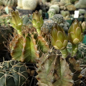 DSC02449Gymnocalycium mihanovichii