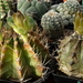 DSC02450Gymnocalycium mihanovichii