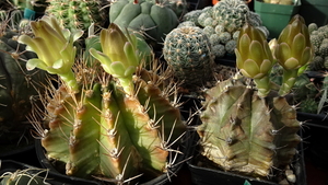 DSC02450Gymnocalycium mihanovichii