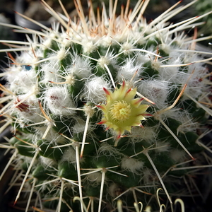 DSC02458Mammillaria karwinskiana ssp. nejapensis