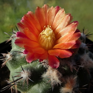 DSC02472Parodia subterranea WR 634