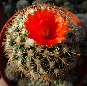 DSC02600Parodia caparaniana