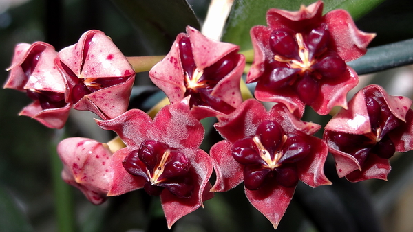 DSC05369Hoya lobbi Black Lady