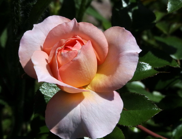 DSC04950Schloss Eutin