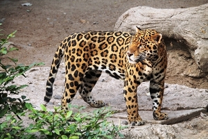 jaguar-1727406_960_720