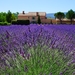 lavender-1595478_960_720