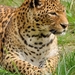 leopard-391367_960_720