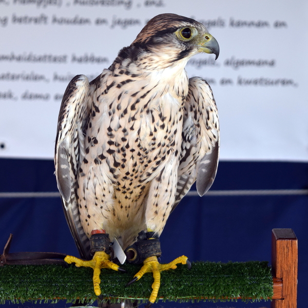 West-Vlaamse Valkerijbeurs-Kachtem