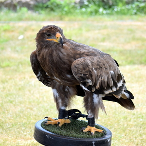 West-Vlaamse Valkerijbeurs-Kachtem