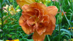 DSC05807