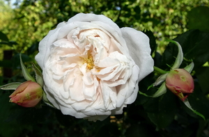 DSC02289