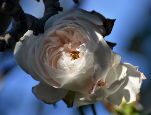 DSC_0239Coquette des Blanches