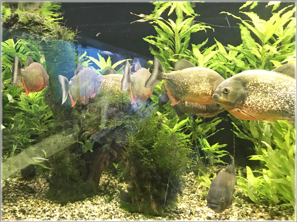 De botanische tuin van Liberec