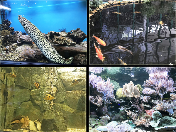 De botanische tuin van Liberec